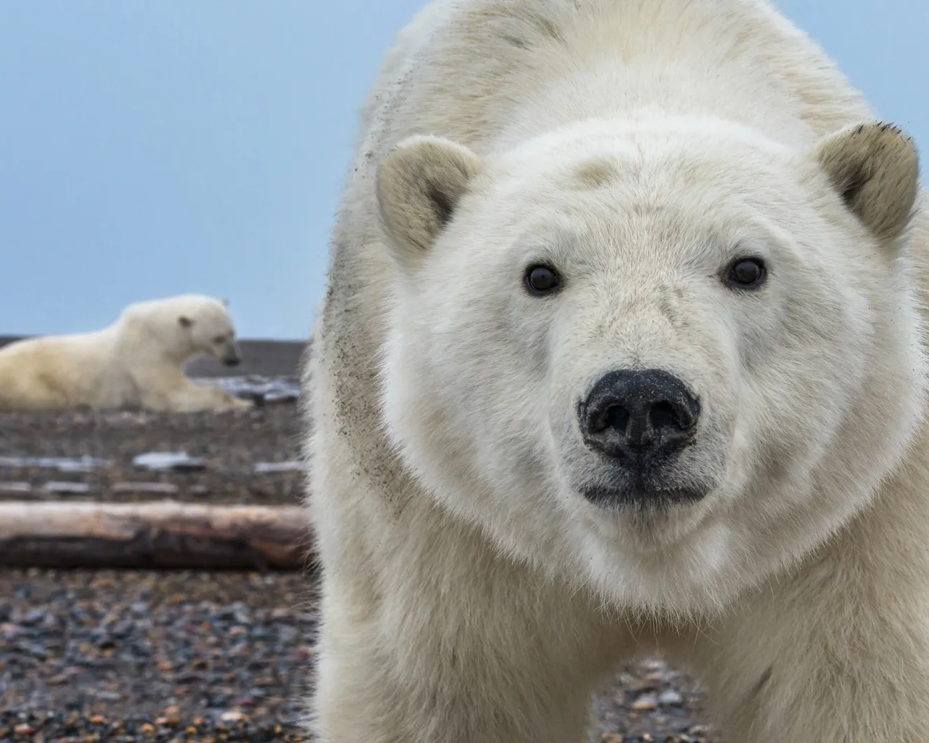 Hello | David Yarrow | Hilton Contemporary