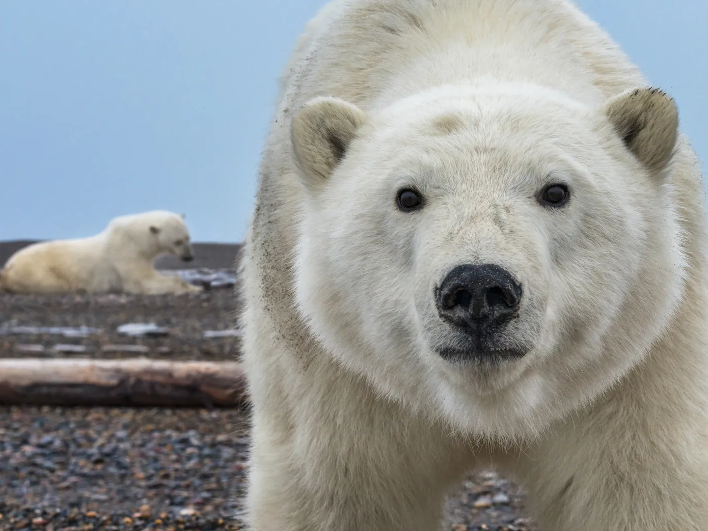 Hello | David Yarrow | Hilton Contemporary