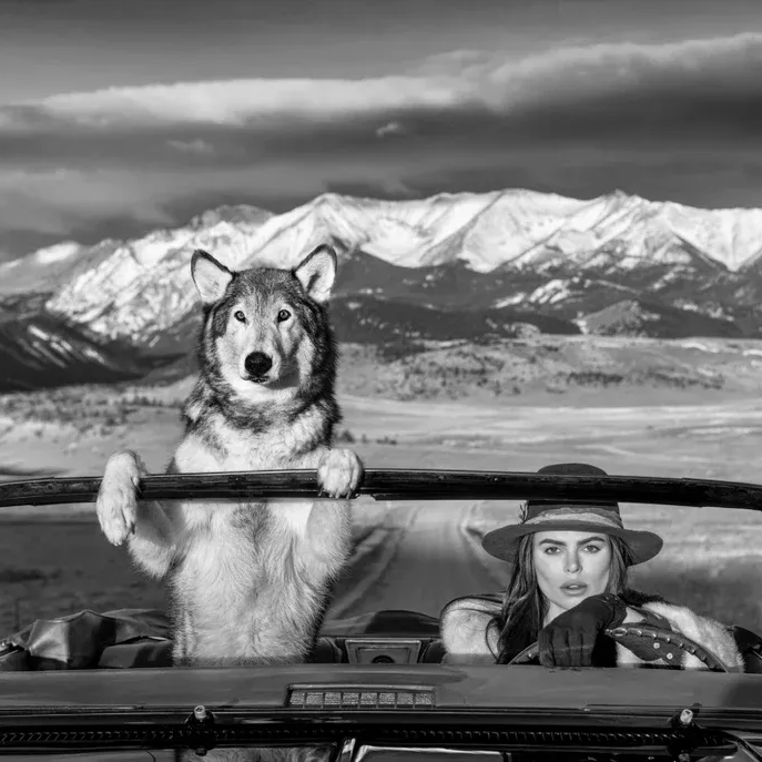 Montana Baby by David Yarrow | Fine Art Photography | Brooks Nader Driving with Wolf - Mountain Backdrop – Available at Hilton Contemporary Gallery Chicago