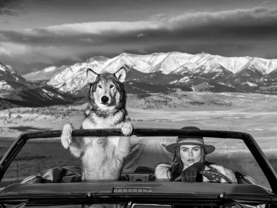 Montana Baby by David Yarrow | Fine Art Photography | Brooks Nader Driving with Wolf - Mountain Backdrop – Available at Hilton Contemporary Gallery Chicago