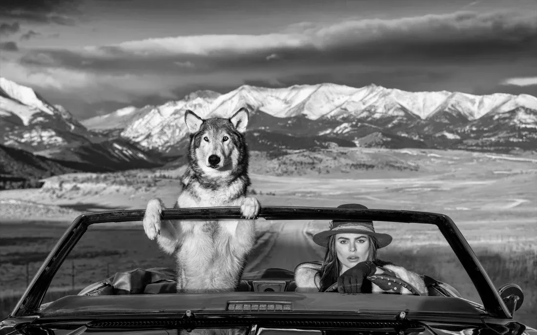 Montana Baby by David Yarrow | Fine Art Photography | Brooks Nader Driving with Wolf - Mountain Backdrop – Available at Hilton Contemporary Gallery Chicago