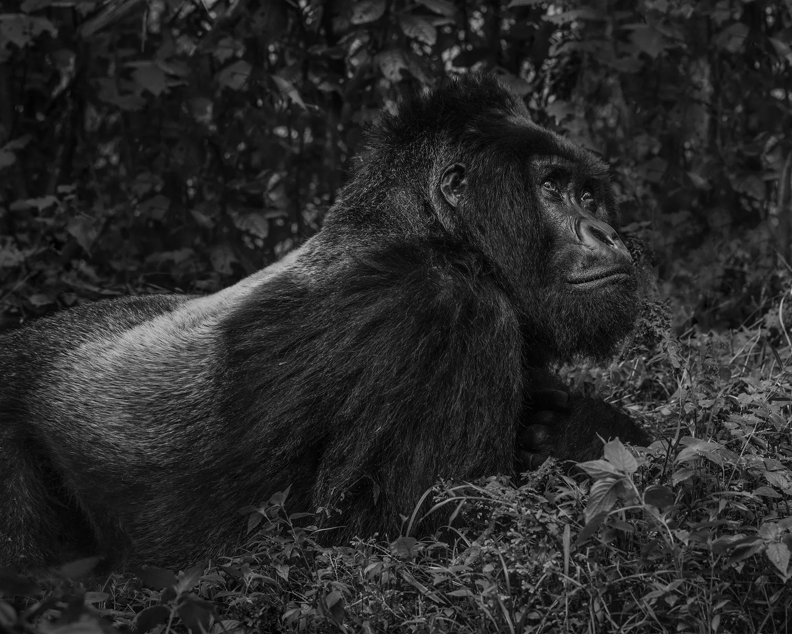 The Silverback by David Yarrow – Contemplating Gorilla Fine Art Photograph – Available at Hilton Contemporary Gallery Chicago