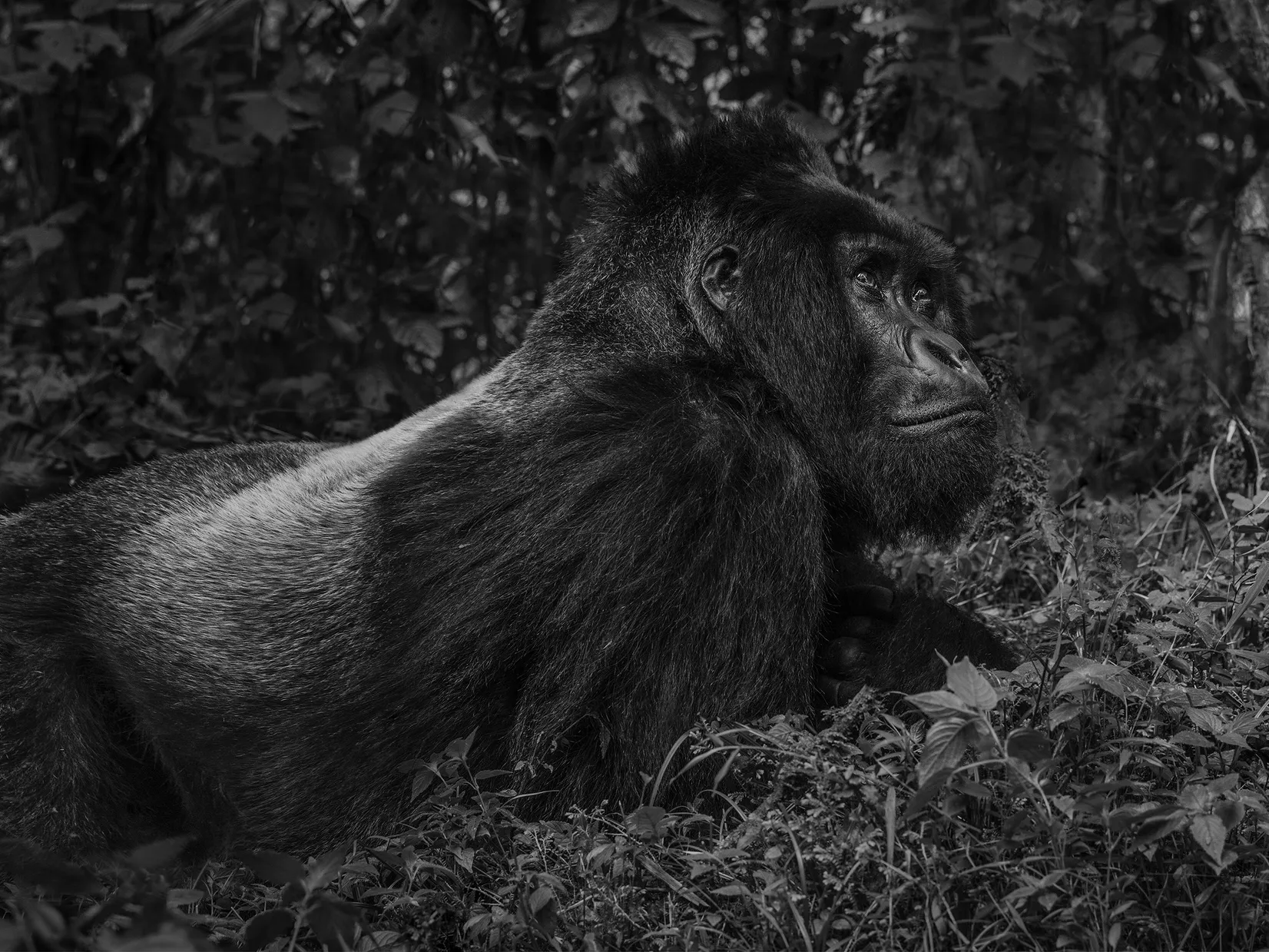 The Silverback by David Yarrow – Contemplating Gorilla Fine Art Photograph – Available at Hilton Contemporary Gallery Chicago
