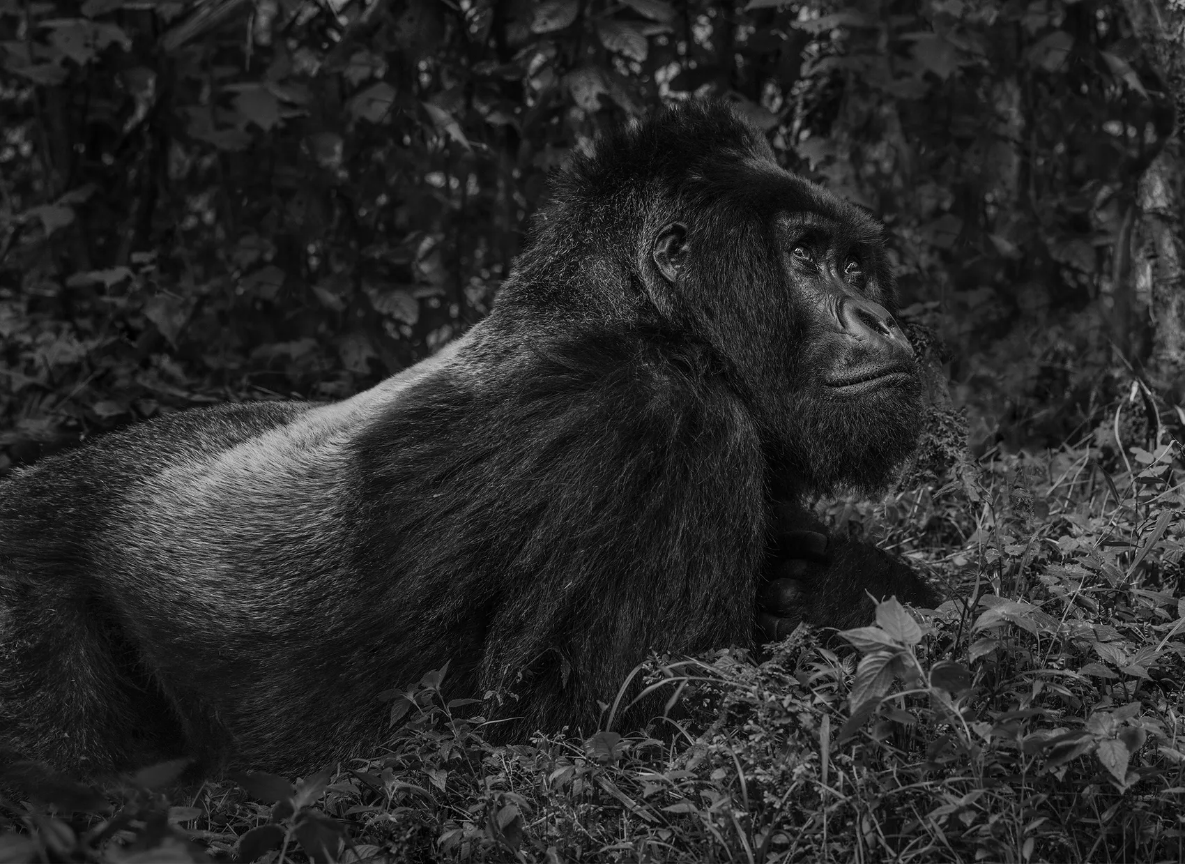 The Silverback by David Yarrow – Contemplating Gorilla Fine Art Photograph – Available at Hilton Contemporary Gallery Chicago