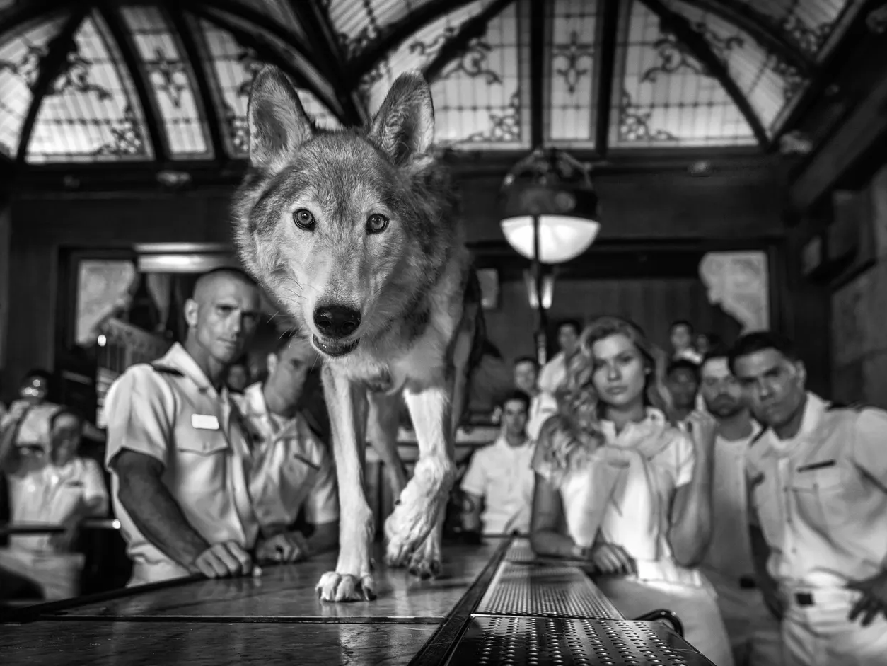 Top Gun by David Yarrow – Wolf Walking On Top of a Bar With Models in the Background Fine Art Photograph – Available at Hilton Contemporary Gallery Chicago
