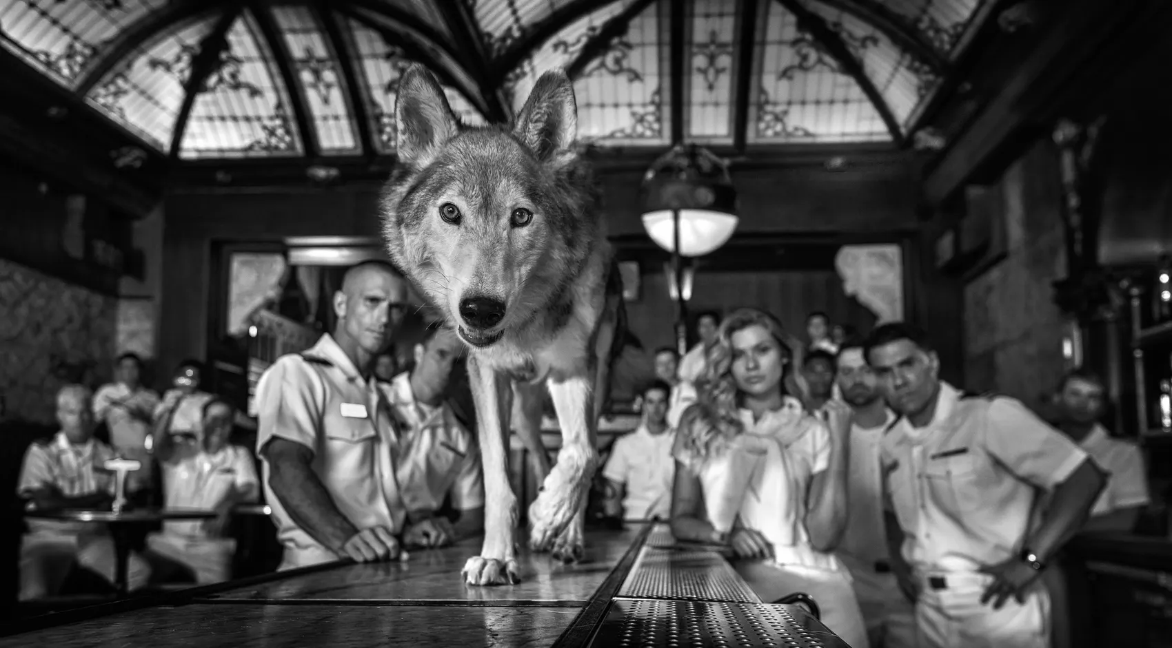 Top Gun by David Yarrow – Wolf Walking On Top of a Bar With Models in the Background Fine Art Photograph – Available at Hilton Contemporary Gallery Chicago