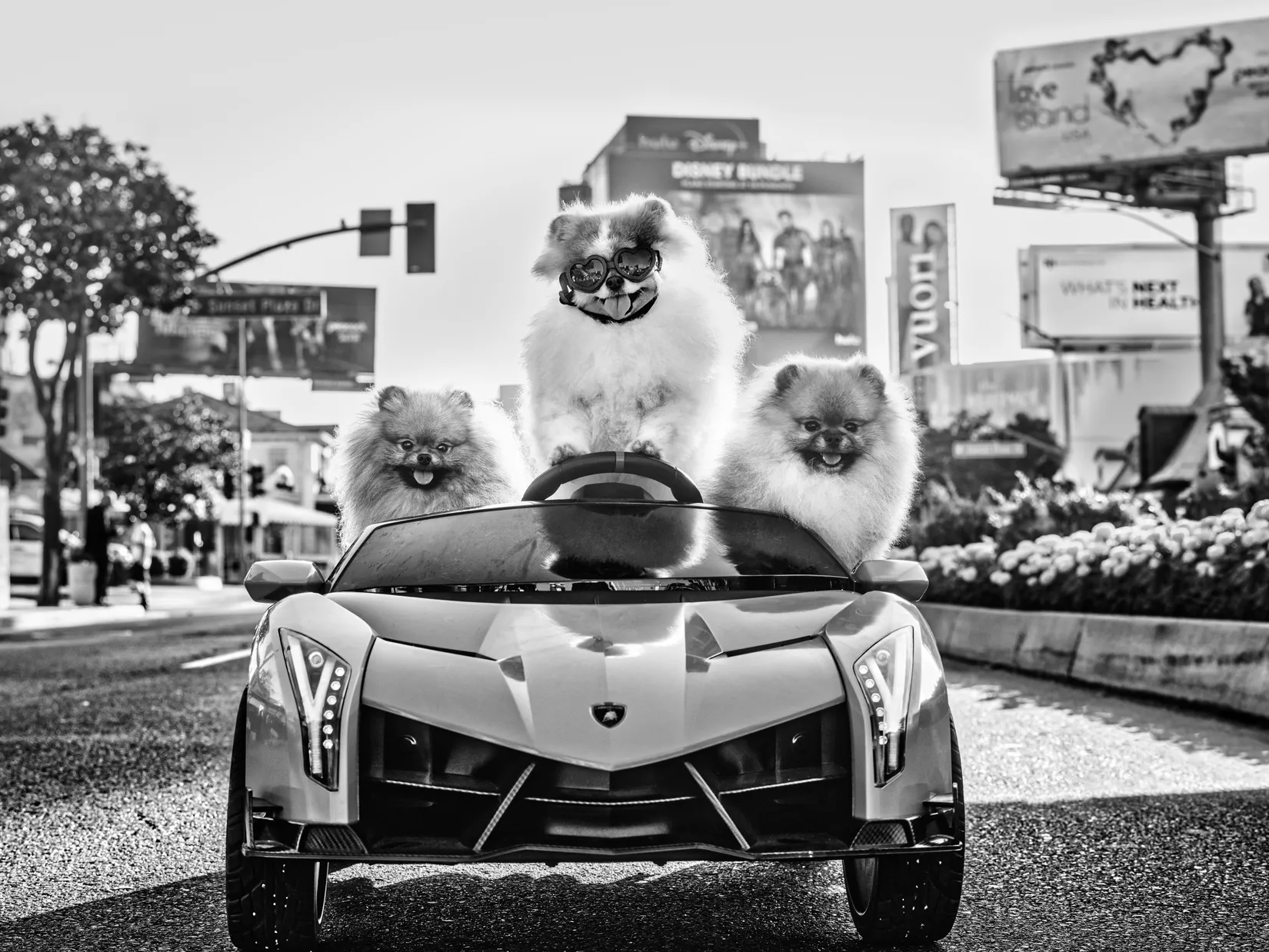 Who Let the Dogs Out by David Yarrow – Fine Art Photograph of Pomeranians Driving a Ferrari – Available at Hilton Contemporary Gallery Chicago