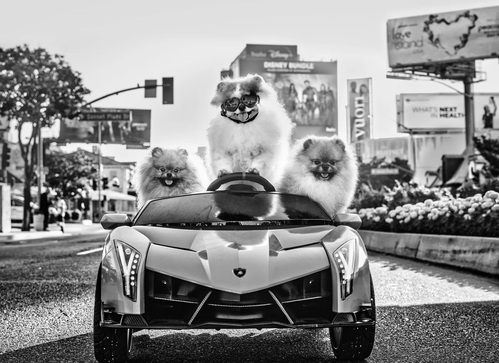 Who Let the Dogs Out by David Yarrow – Fine Art Photograph of Pomeranians Driving a Ferrari – Available at Hilton Contemporary Gallery Chicago