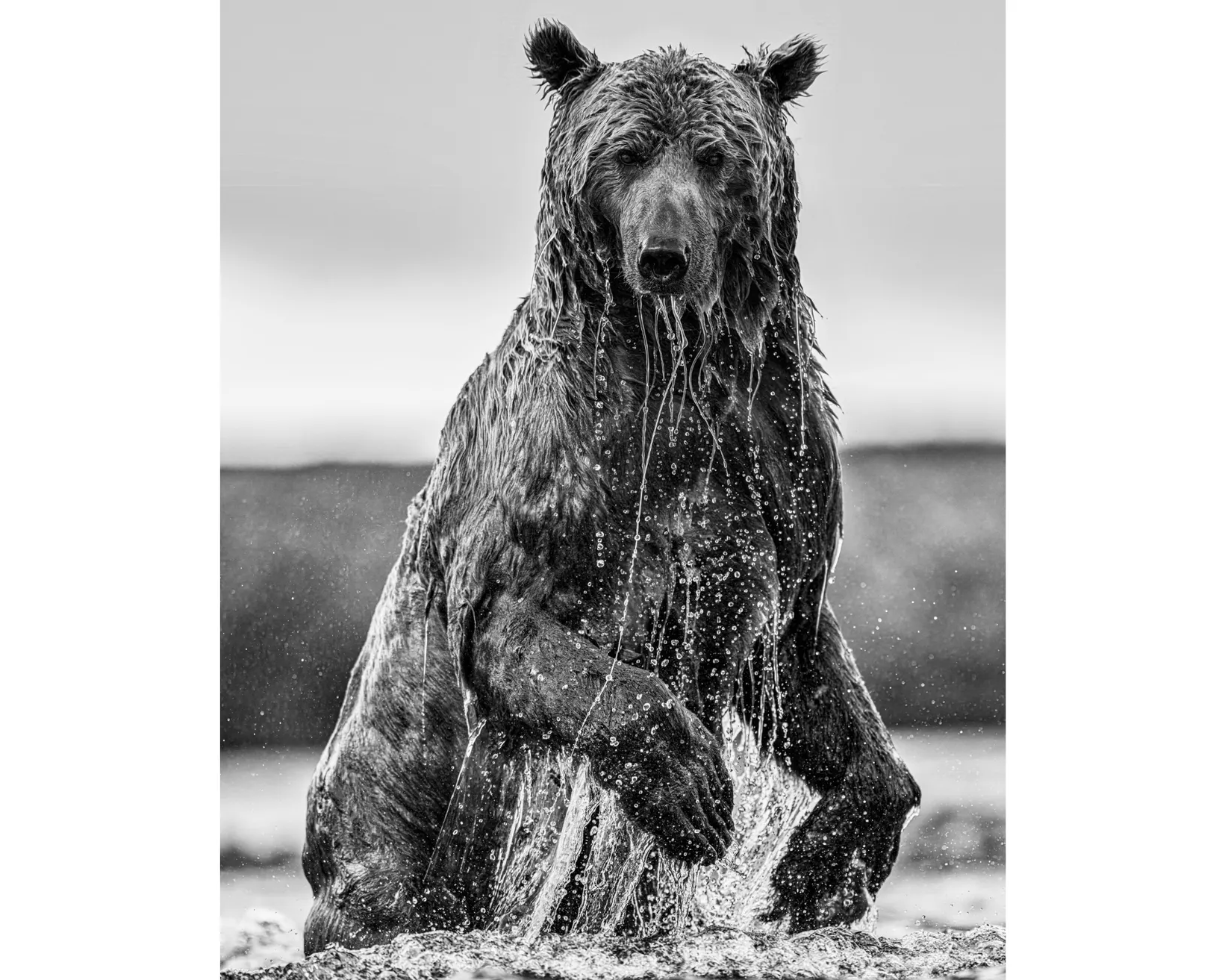 Backcountry | David Yarrow | Brown Bears | Hilton Contemporary