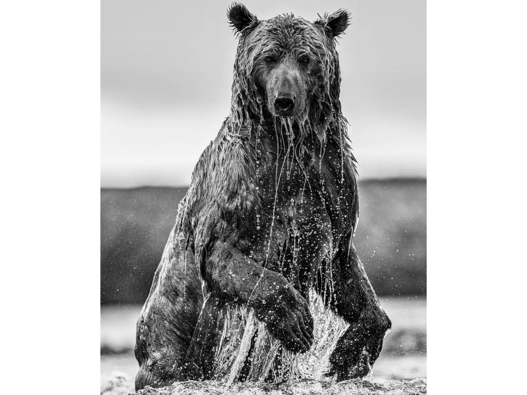Backcountry | David Yarrow | Brown Bears | Hilton Contemporary