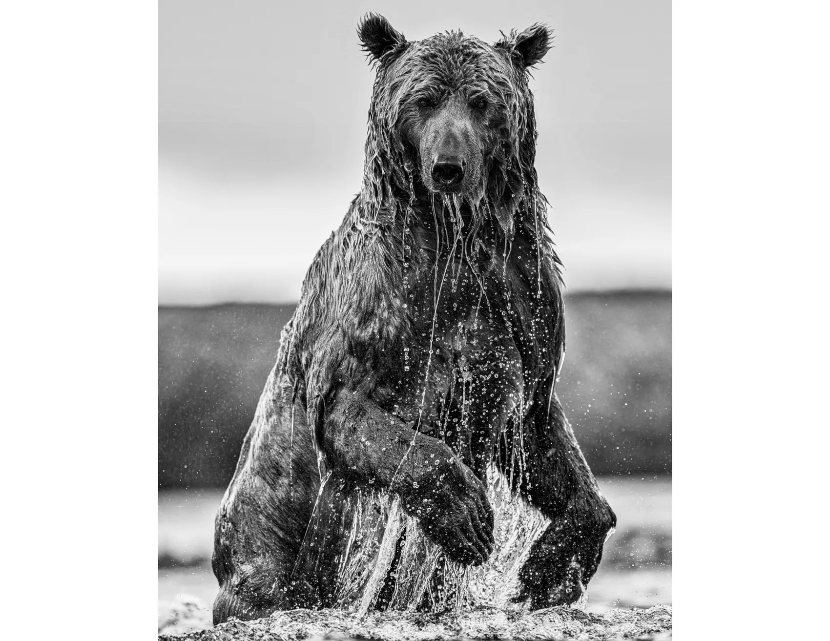 Backcountry | David Yarrow | Brown Bears | Hilton Contemporary