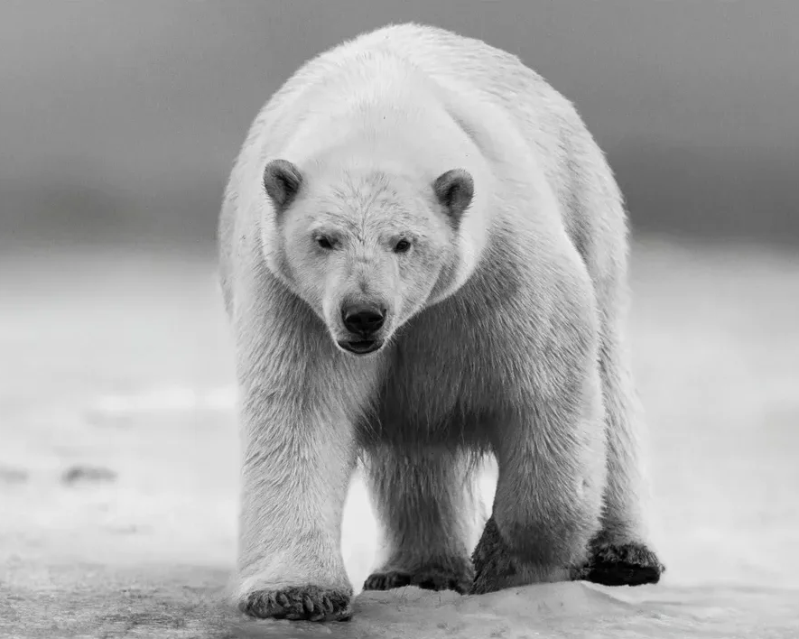 David Yarrow Polar Bear