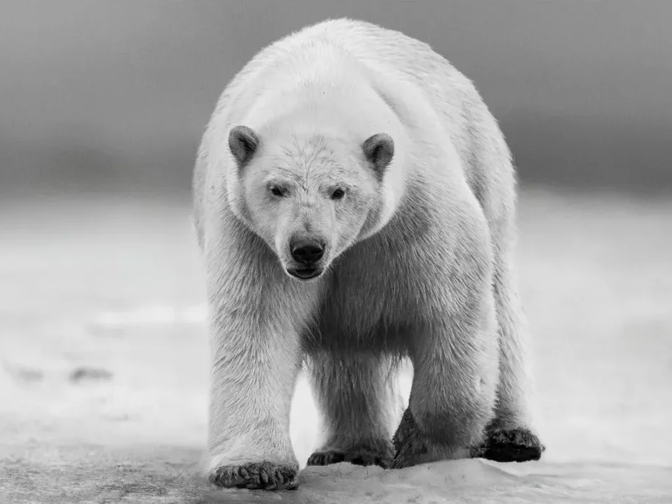 David Yarrow Polar Bear