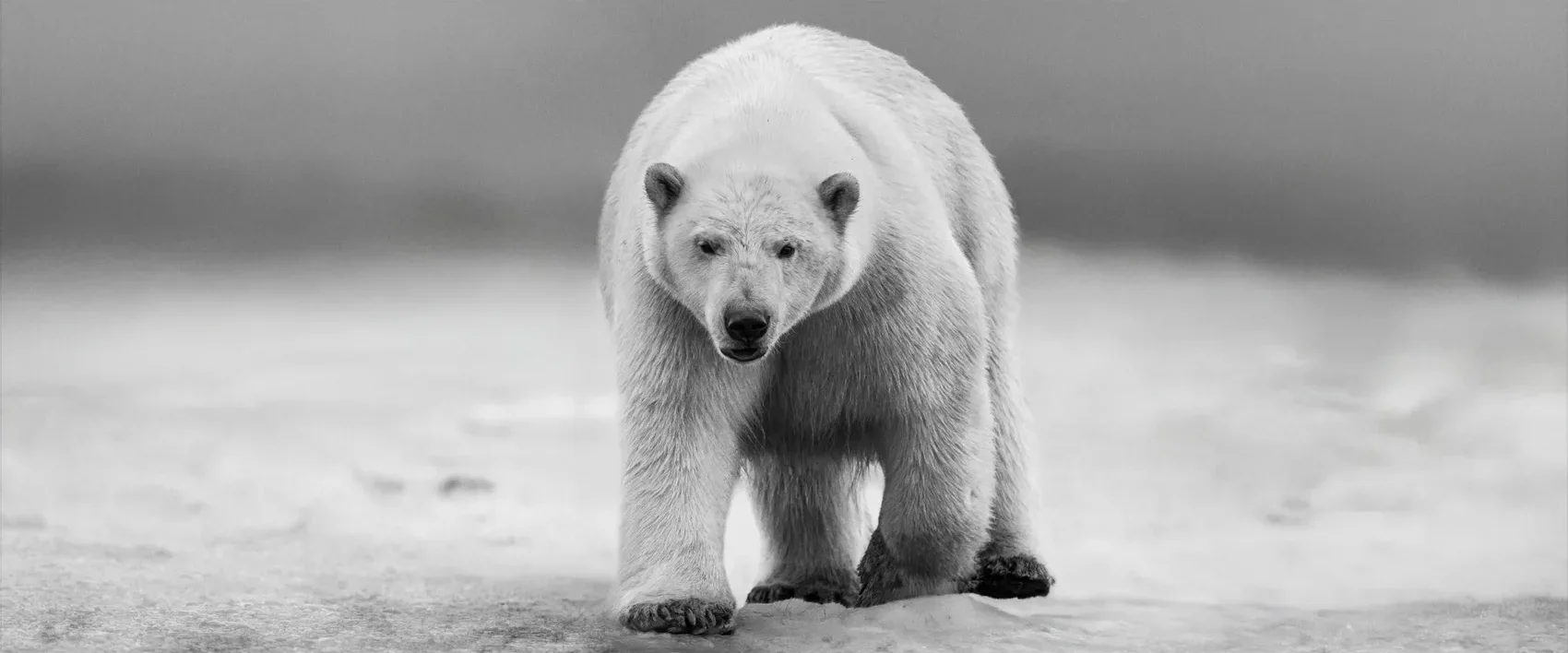 David Yarrow Polar Bear