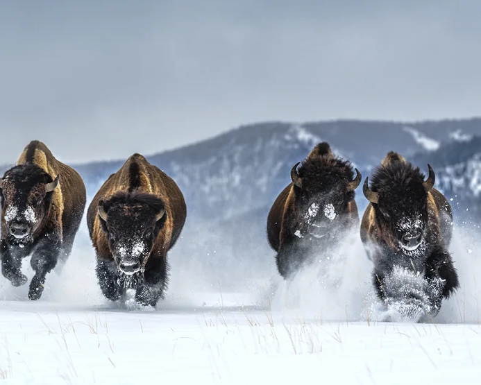 The Bills (Colour) | David Yarrow