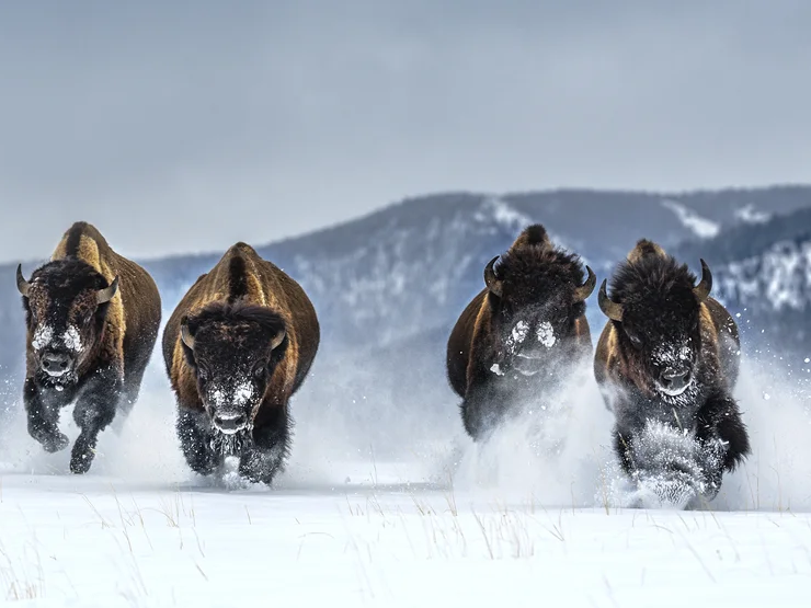 The Bills (Colour) | David Yarrow