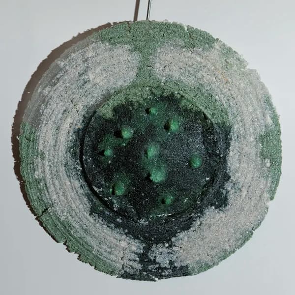Kalkan / Shield