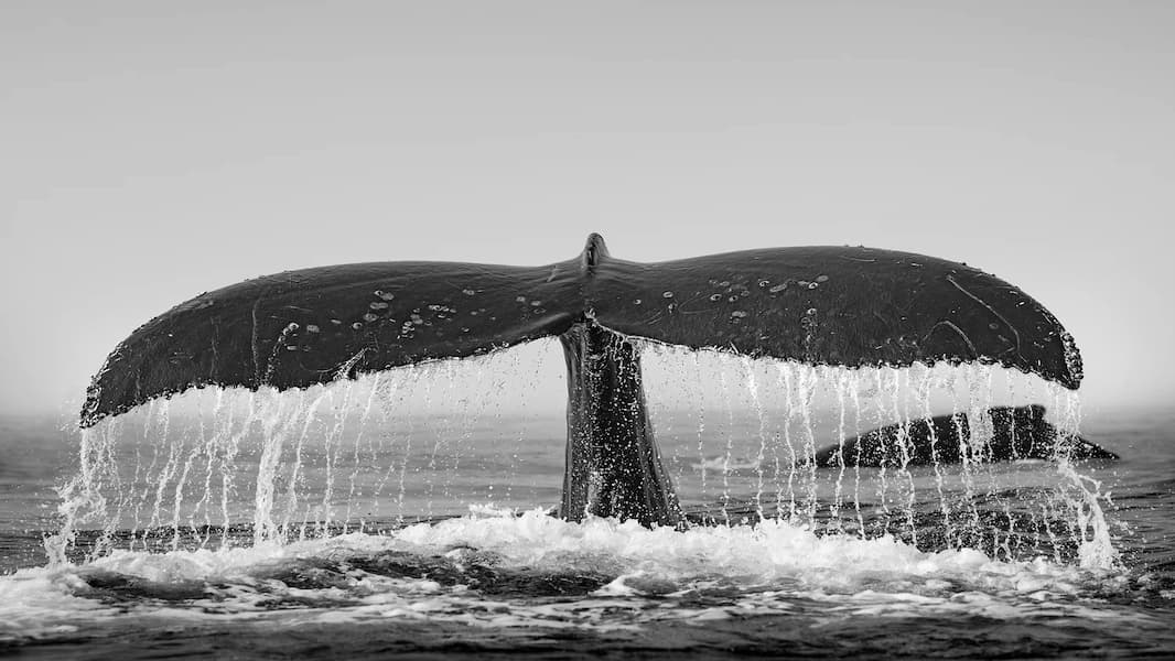 Arc of Grace