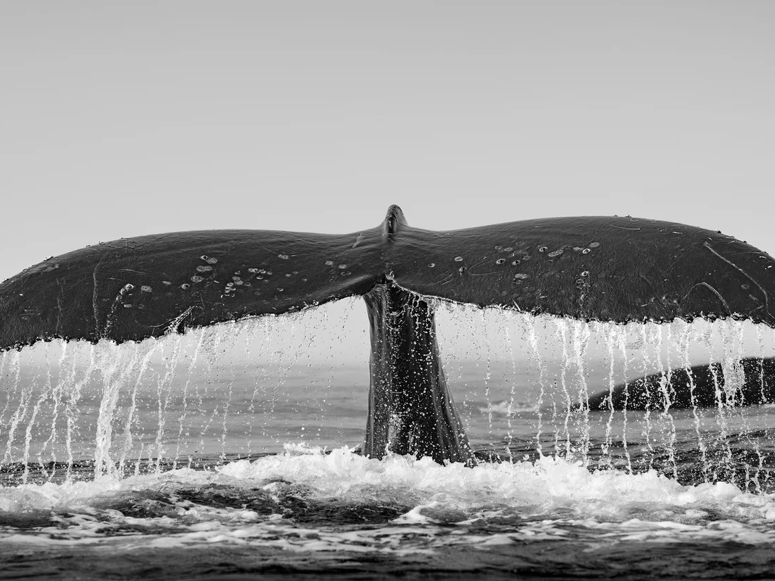 Arc of Grace | Paul Nicklen