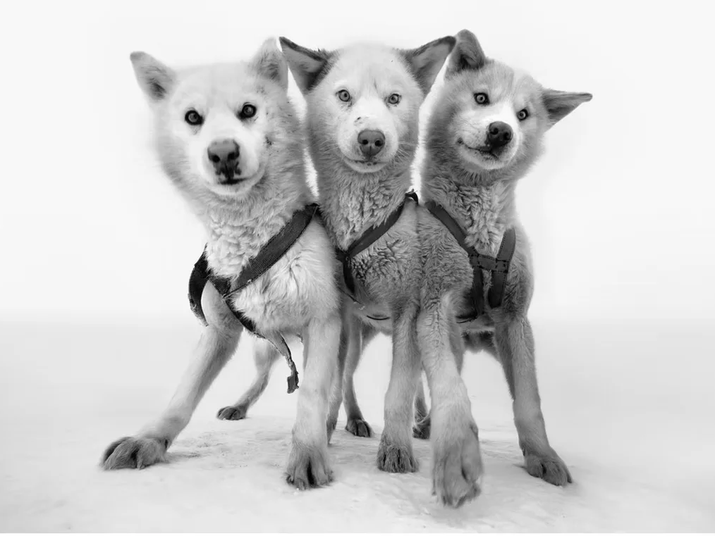 Cerberus | Cristina Mittermeier