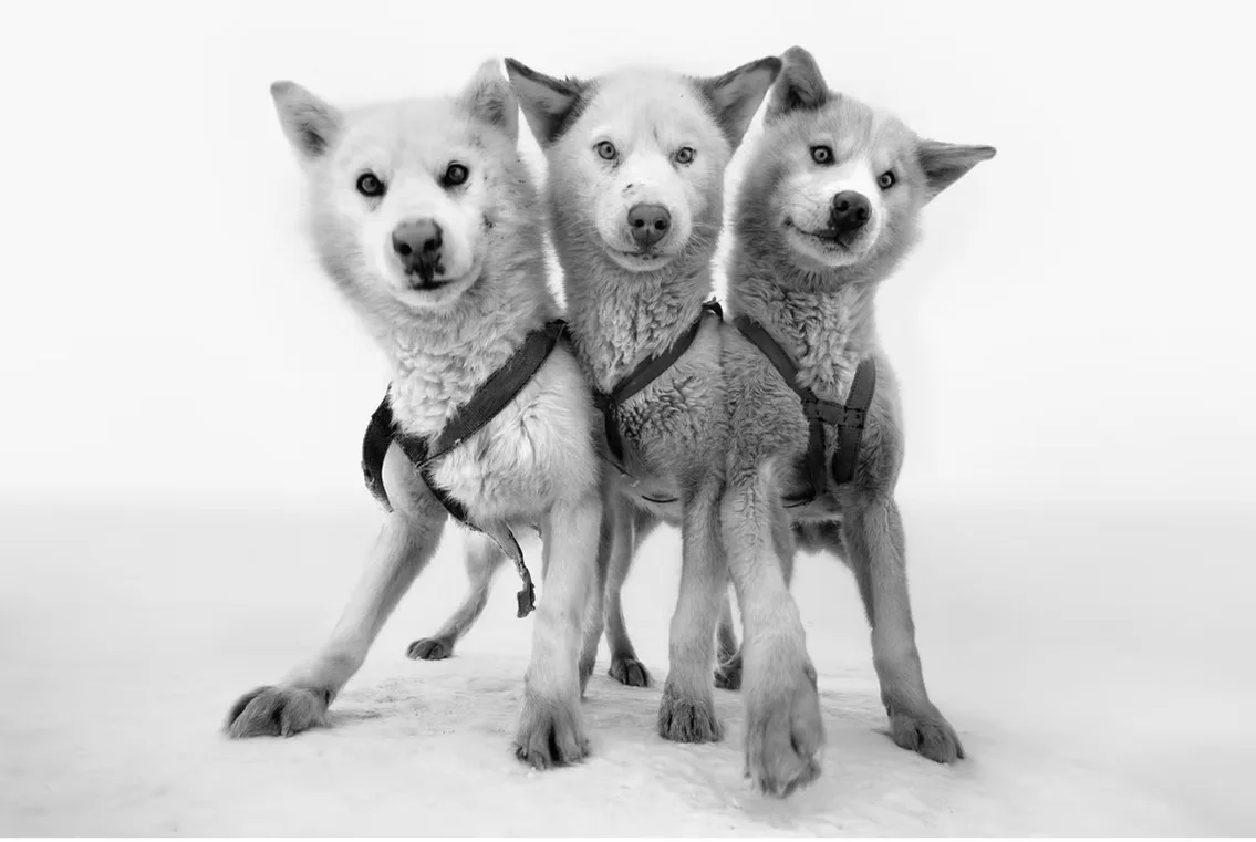 Cerberus | Cristina Mittermeier