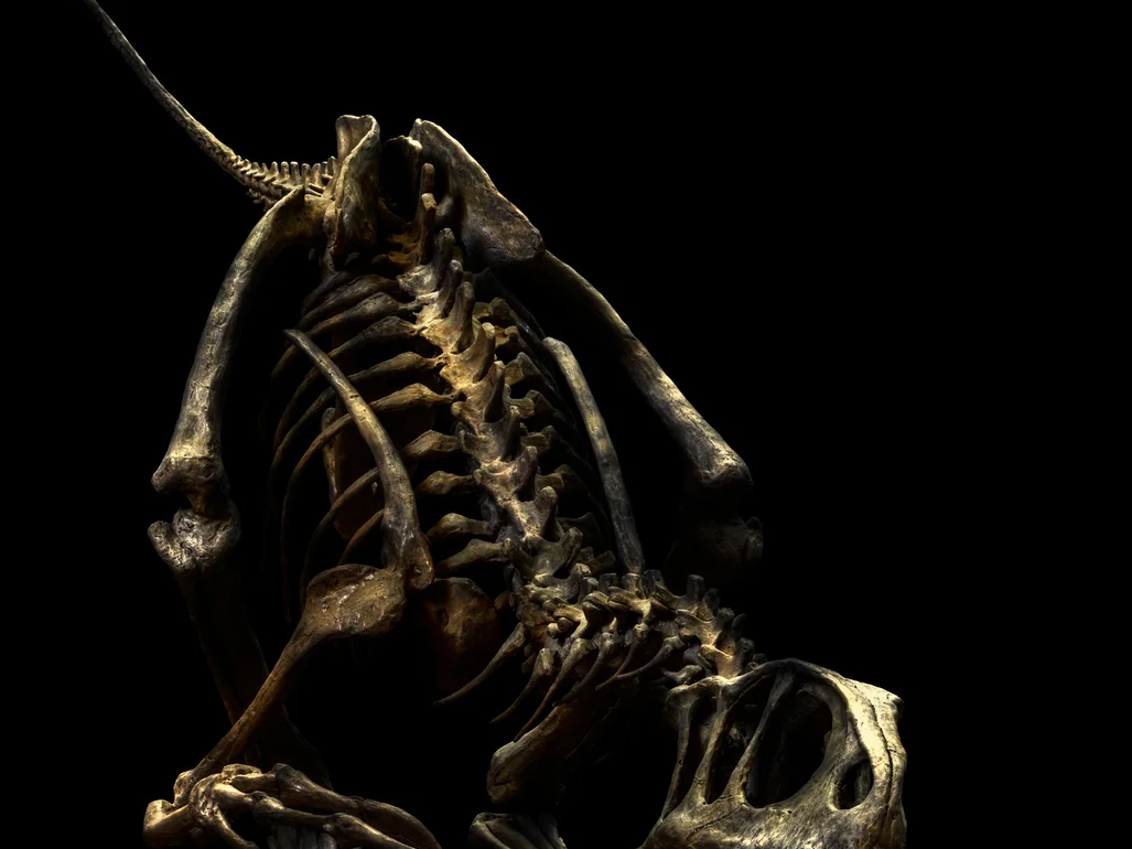 Unenlagia Comahuensis | Christian Voigt