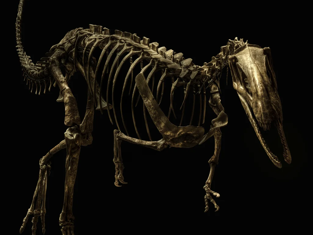 Elaphrosaurus Bambergi | Christian Voigt