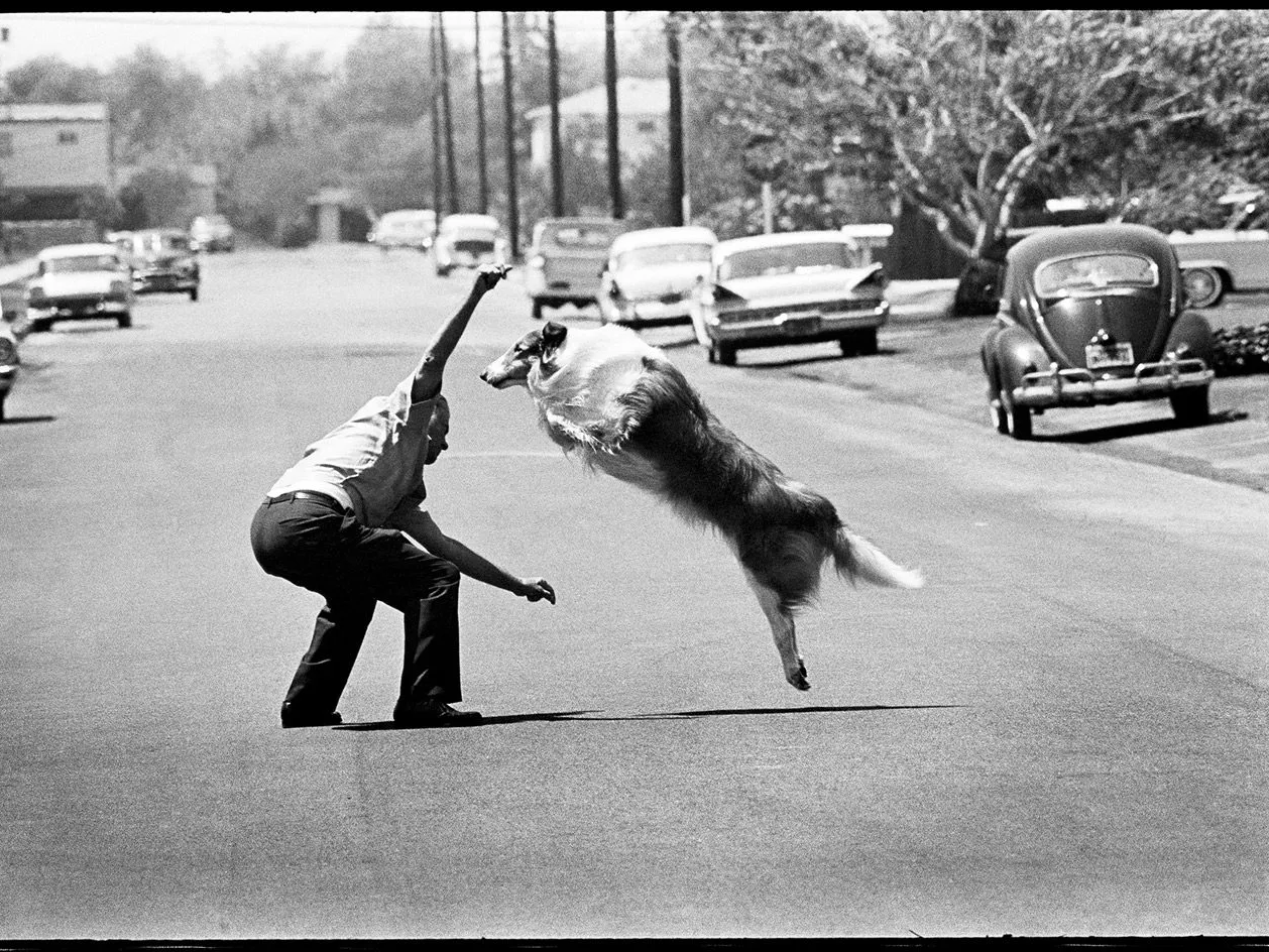 Frank Inn training Lassie in a suburban street during a Saturday Evening Post photo shoot, 1964
