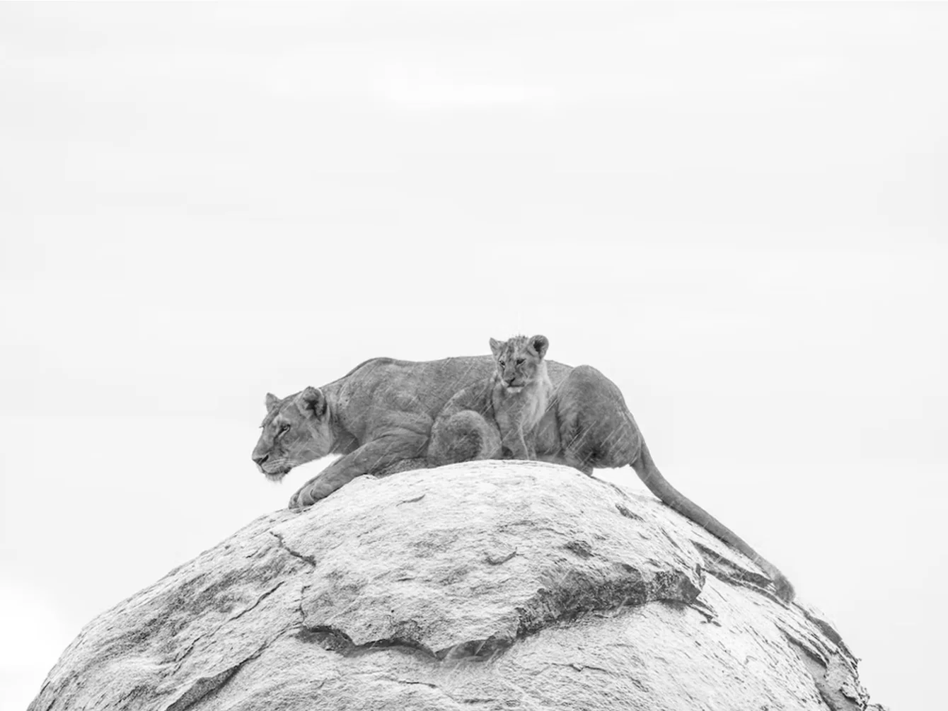 The Queen's Rain | Cristina Mittermeier
