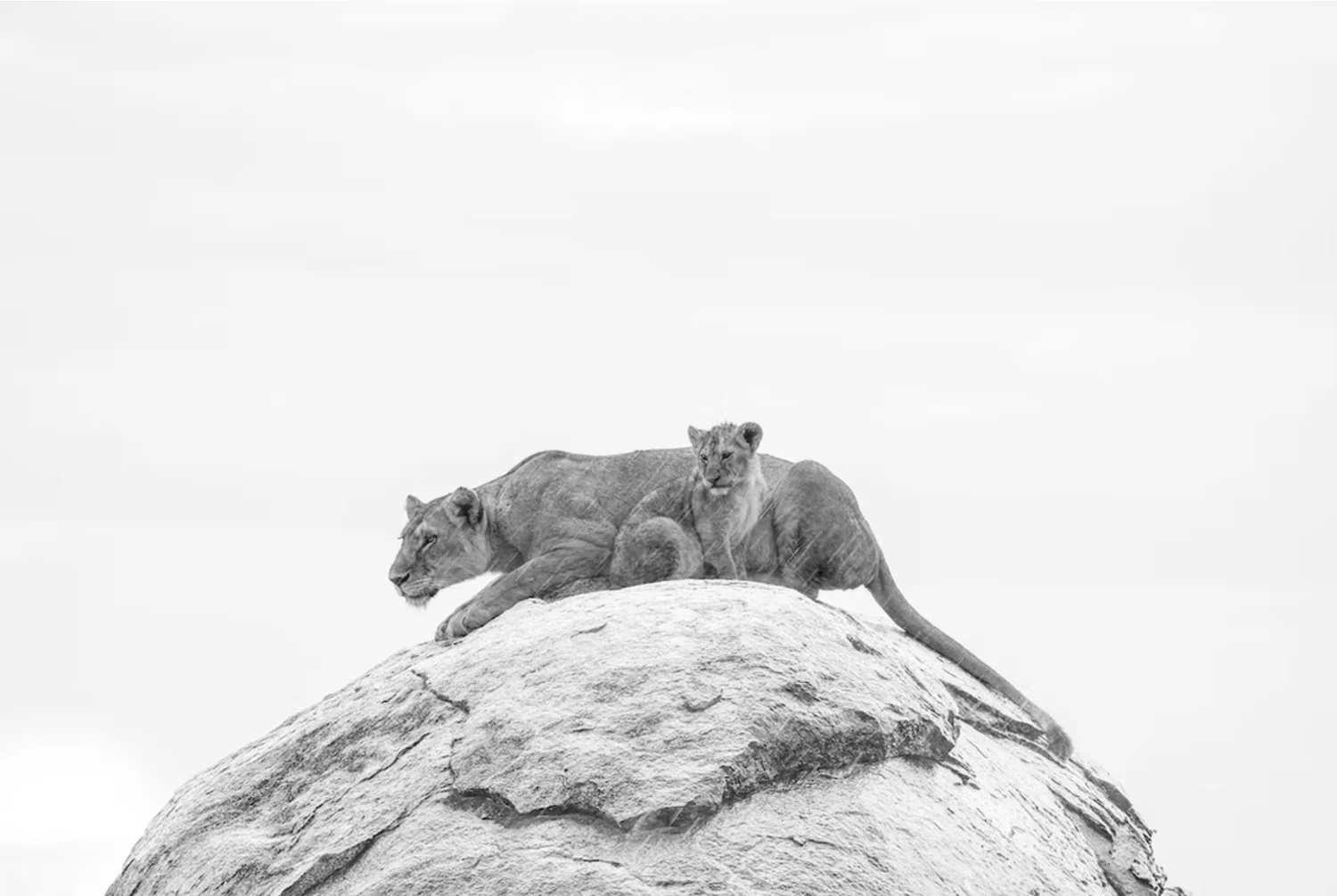 The Queen's Rain | Cristina Mittermeier