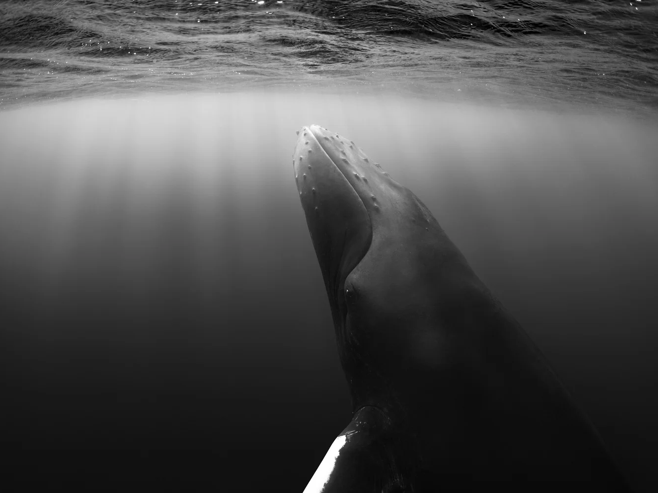 Veil Between Worlds | Paul Nicklen