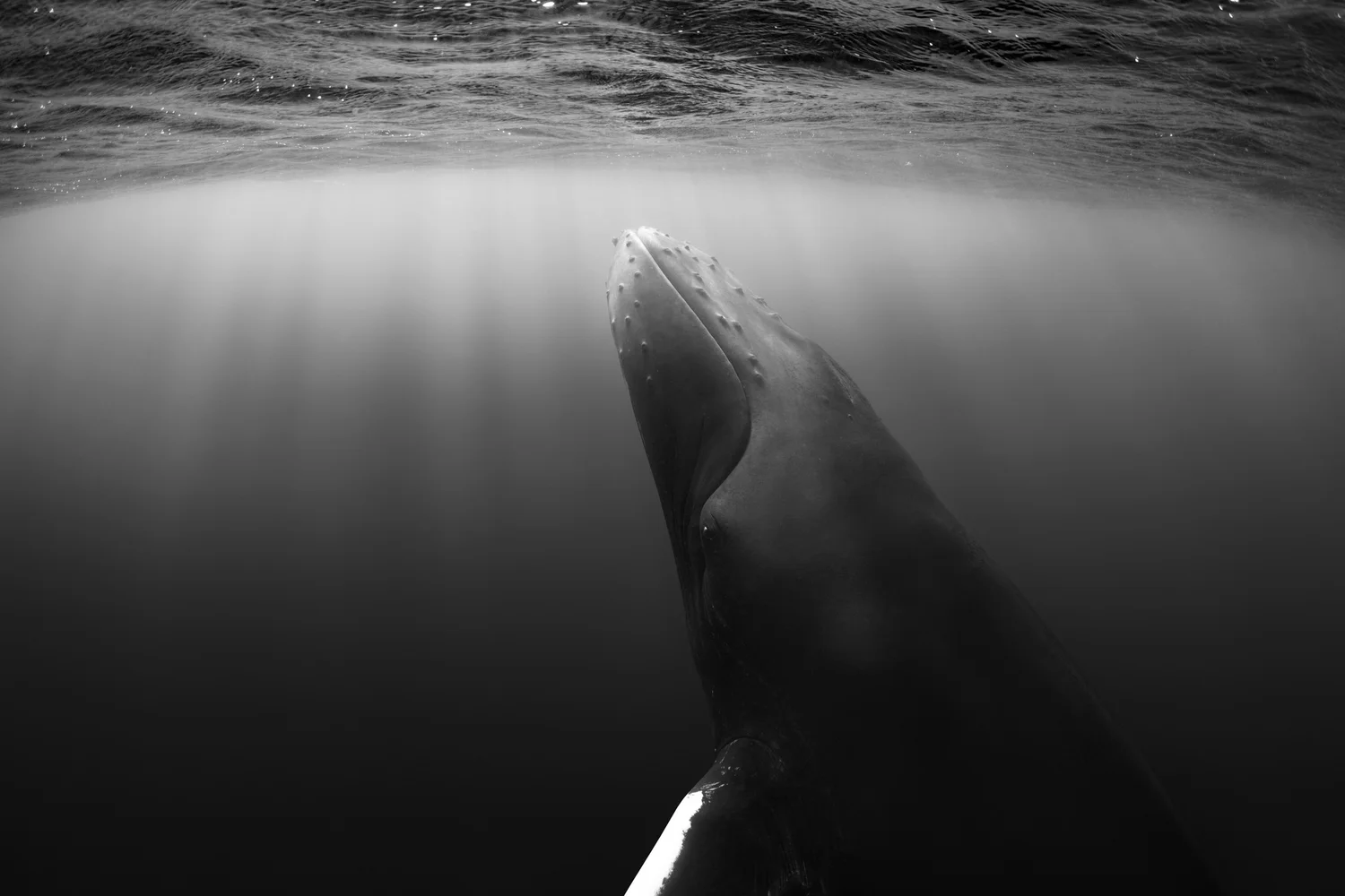 Veil Between Worlds | Paul Nicklen