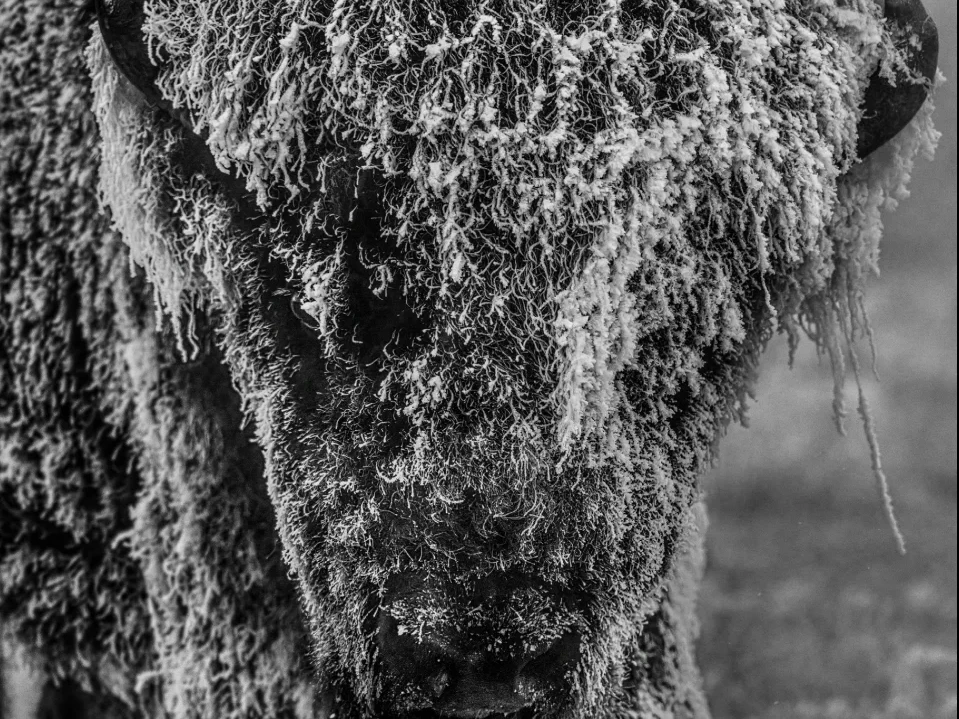 25 Degrees Below (B&W) | David Yarrow