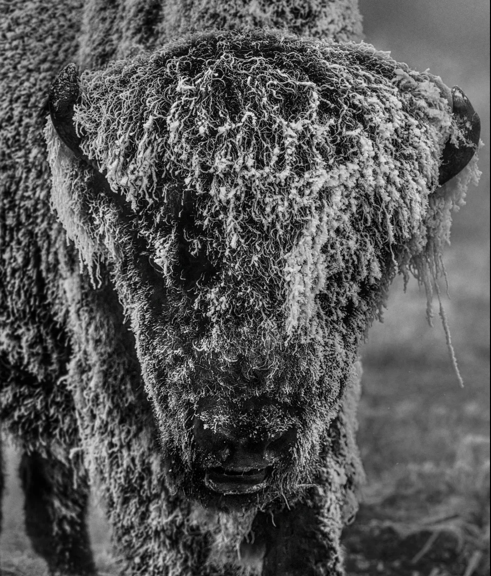 25 Degrees Below (B&W) | David Yarrow