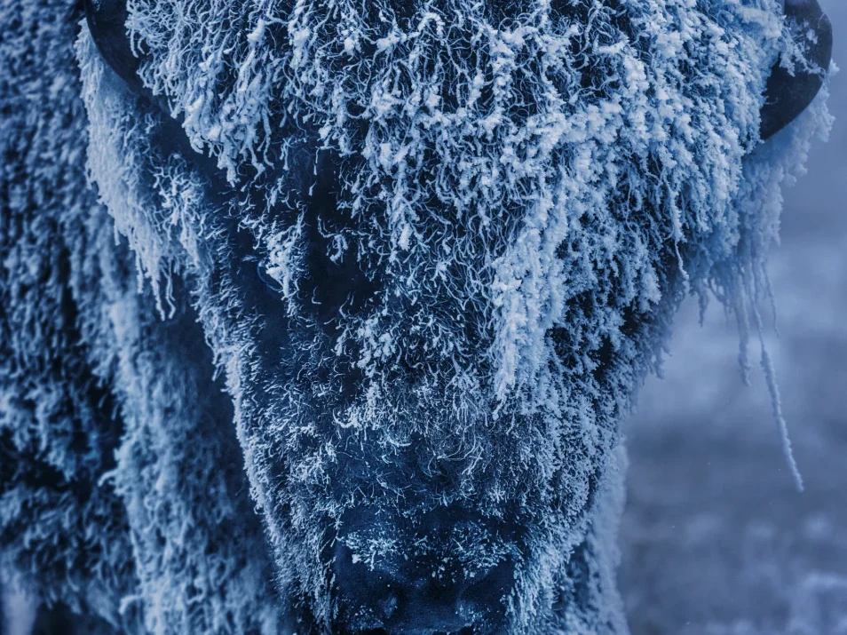 25 Degrees Below (Colour) | David Yarrow