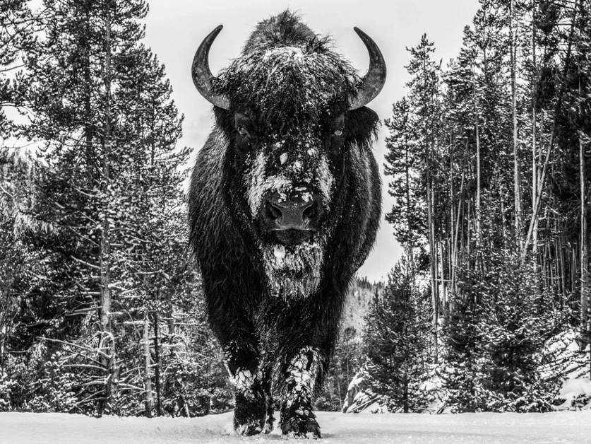 A Walk in the Woods | David Yarrow