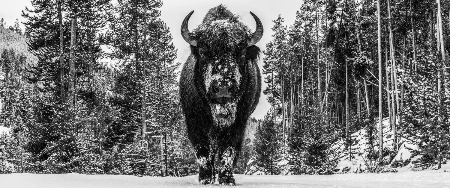 A Walk in the Woods | David Yarrow