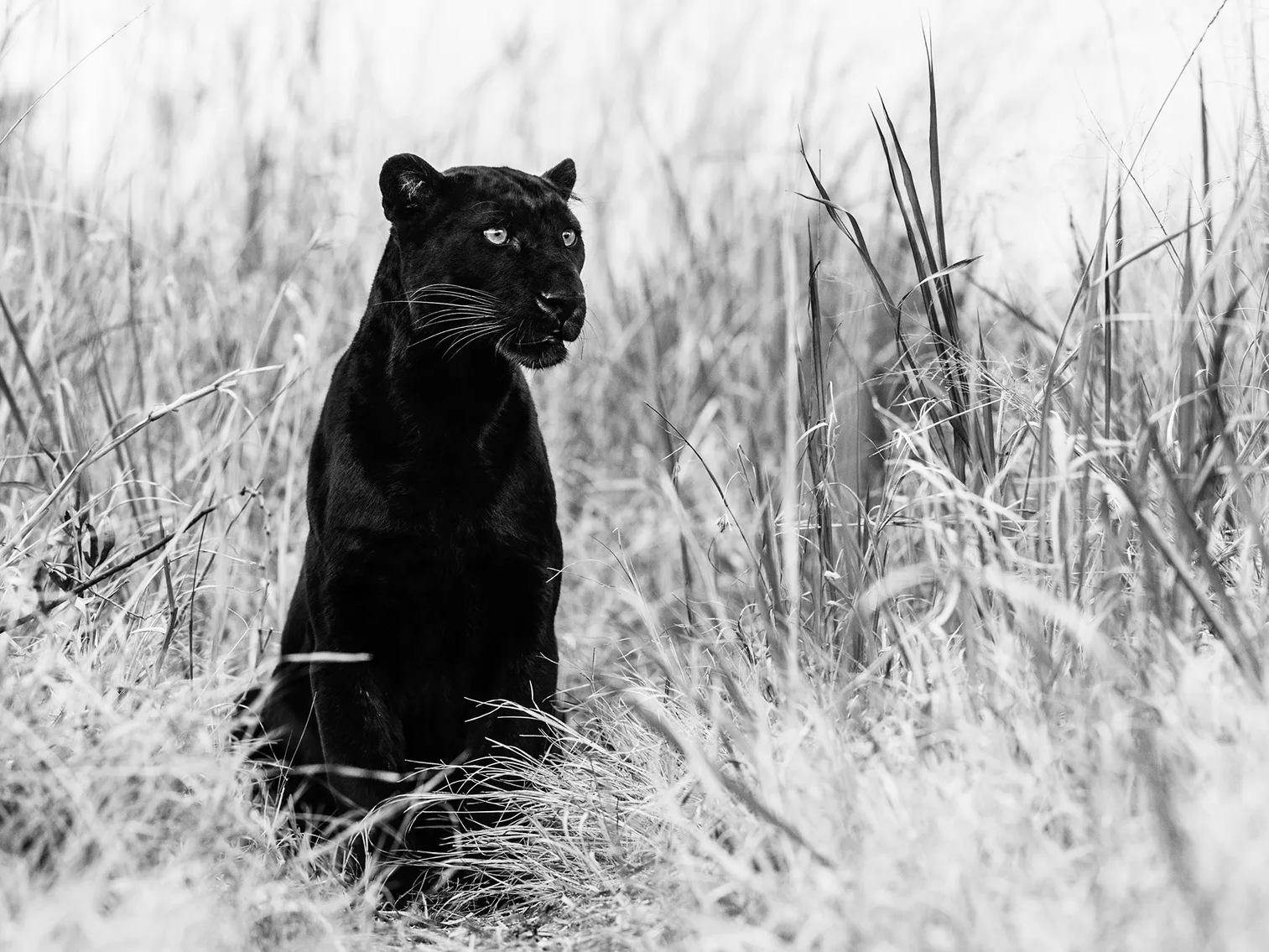 Bagheera | Black Panther Fine Art Photograph