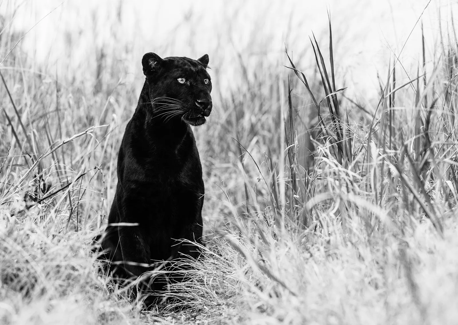 Bagheera | Black Panther Fine Art Photograph