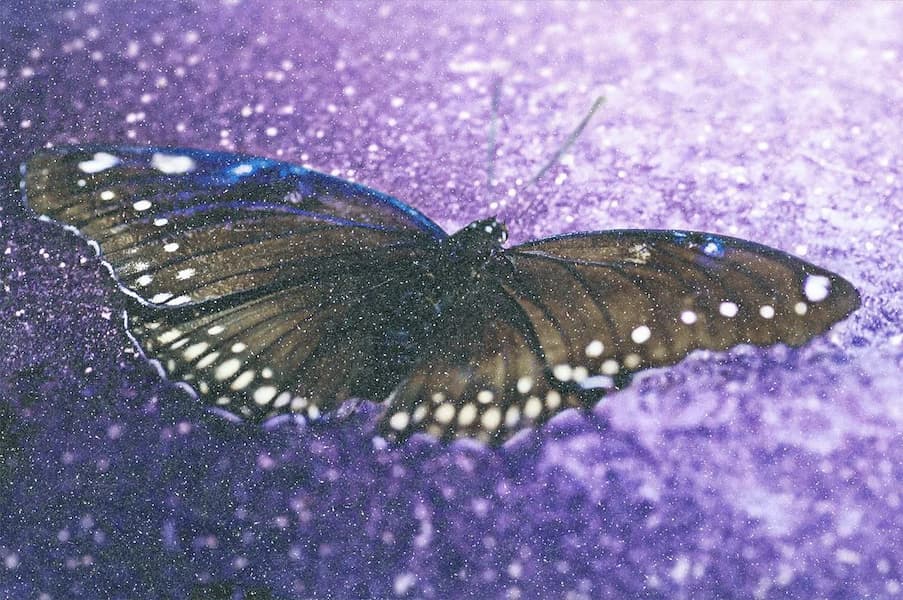 Fragile Beauty (Diamond Dust)