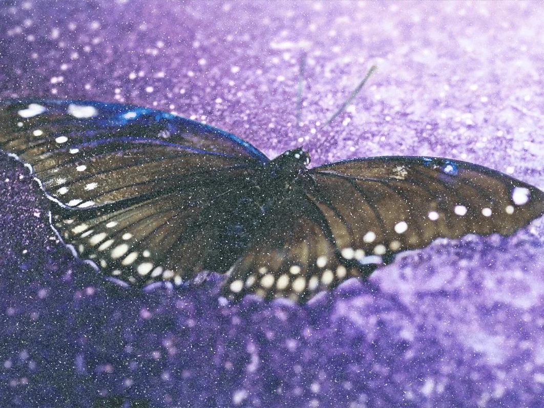 Fragile Beauty (Diamond Dust) | David Drebin