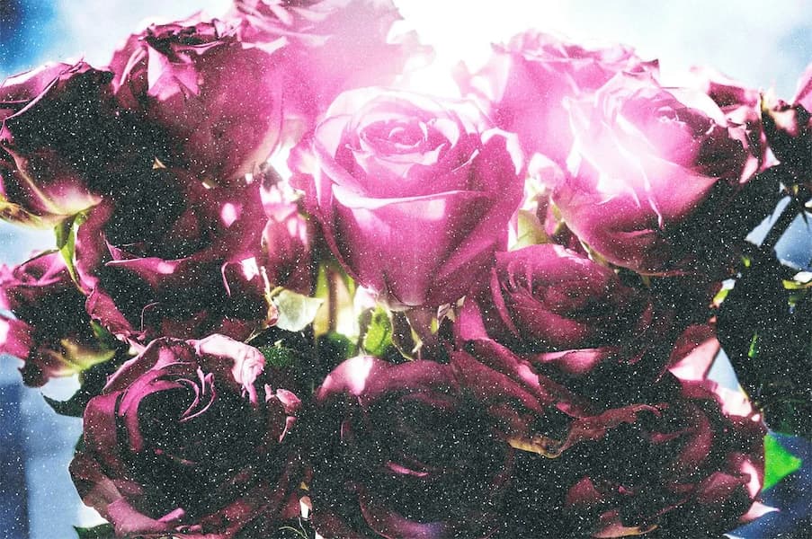 Spotting Rose (Diamond Dust)