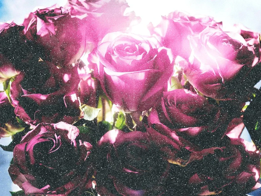 Spotting Rose (Diamond Dust) | David Drebin