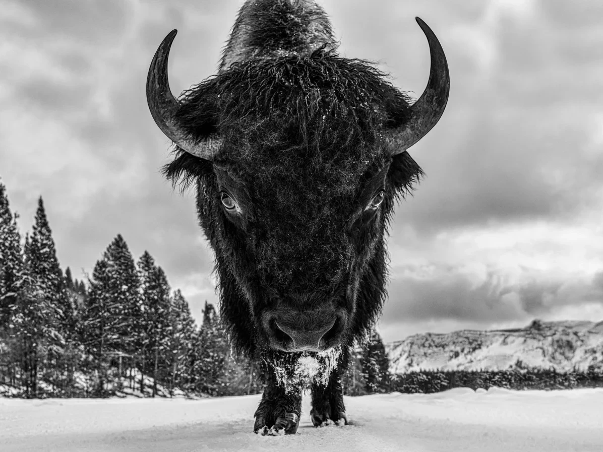 Road Rage (B&W) | David Yarrow