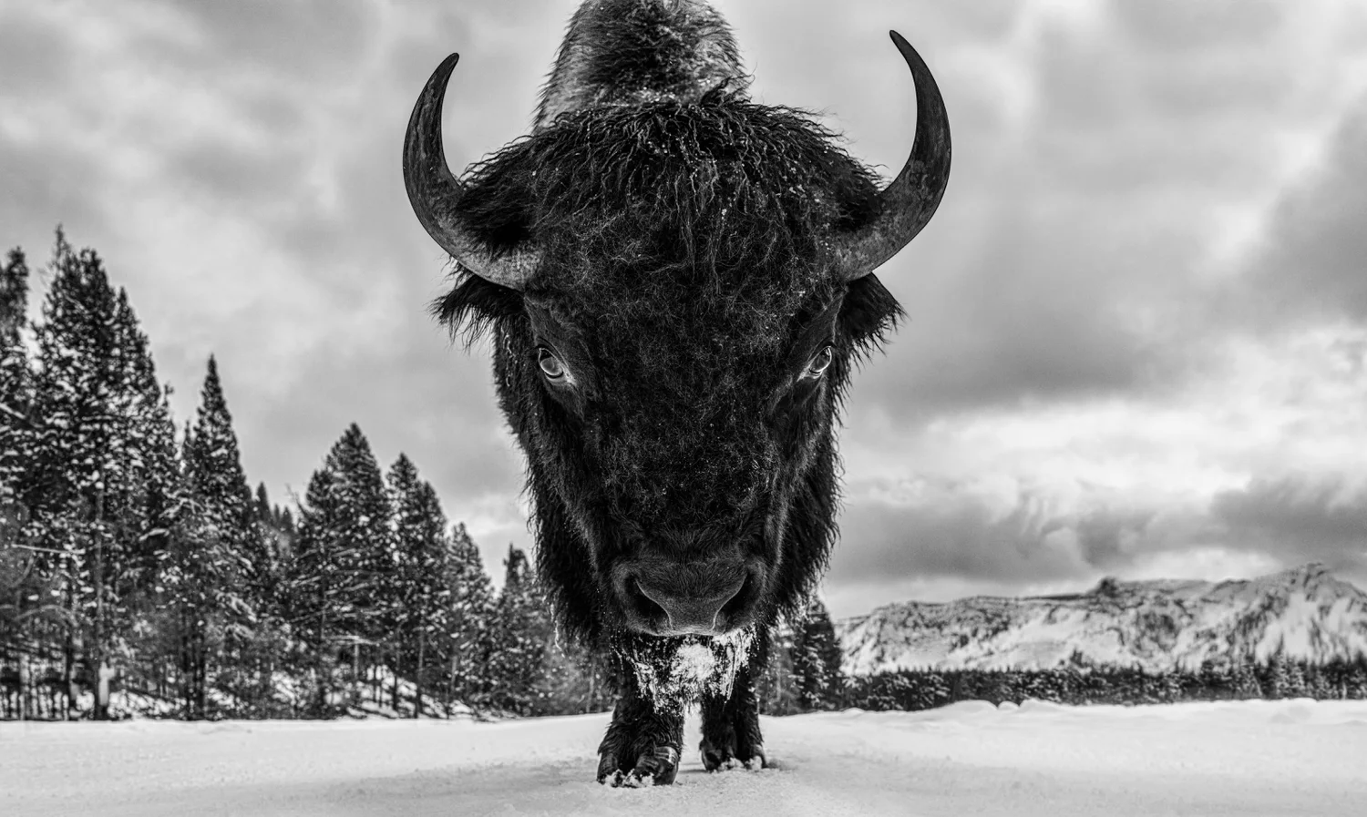 Road Rage (B&W) | David Yarrow
