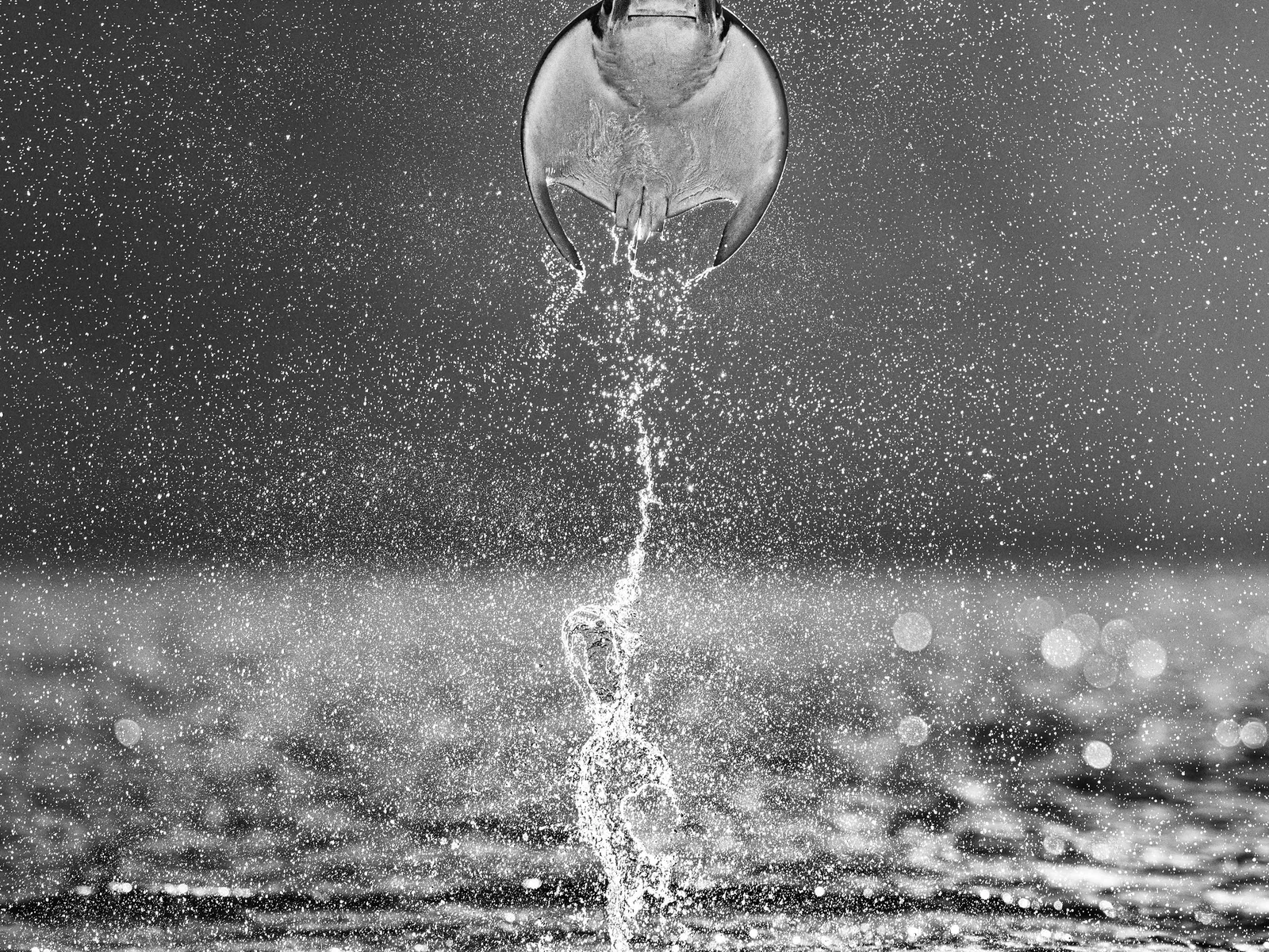 Rocket Man | David Yarrow | Stingray Fine Art Photograph