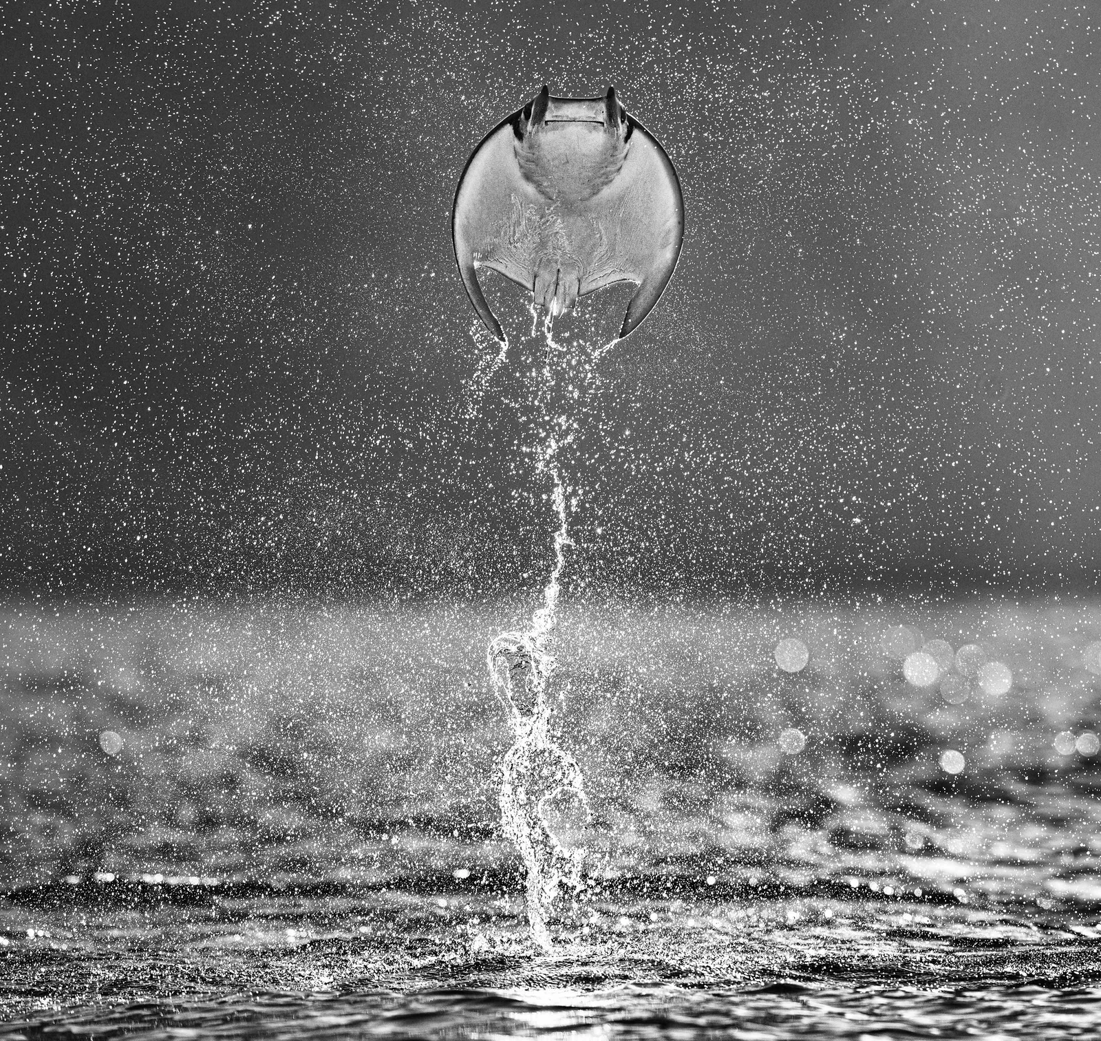 Rocket Man | David Yarrow | Stingray Fine Art Photograph