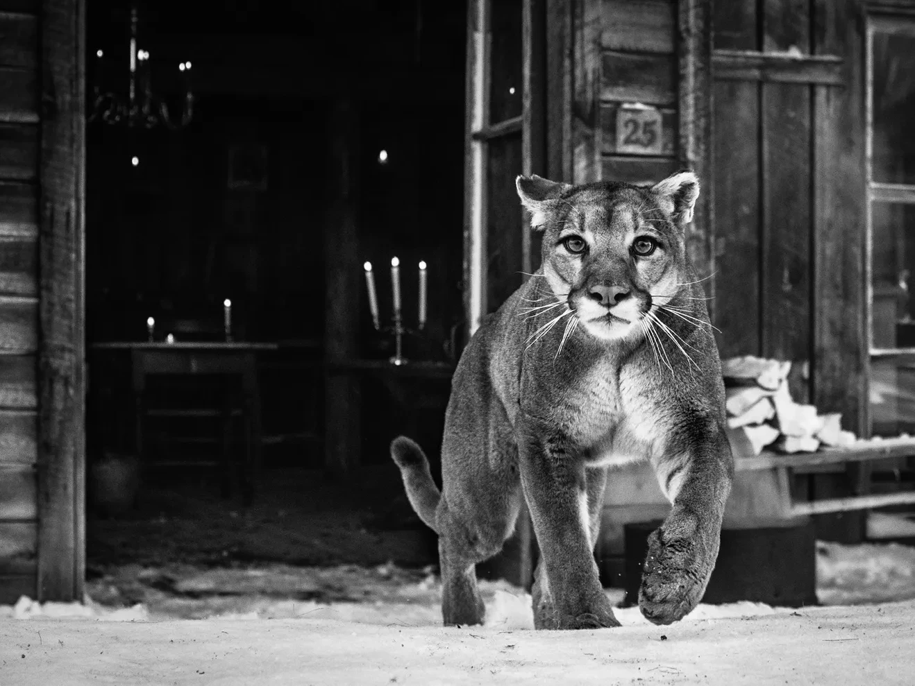 The Landlord | Mountain Lion Fine Art Photograph