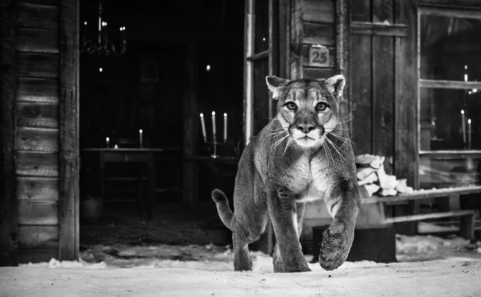 The Landlord | Mountain Lion Fine Art Photograph