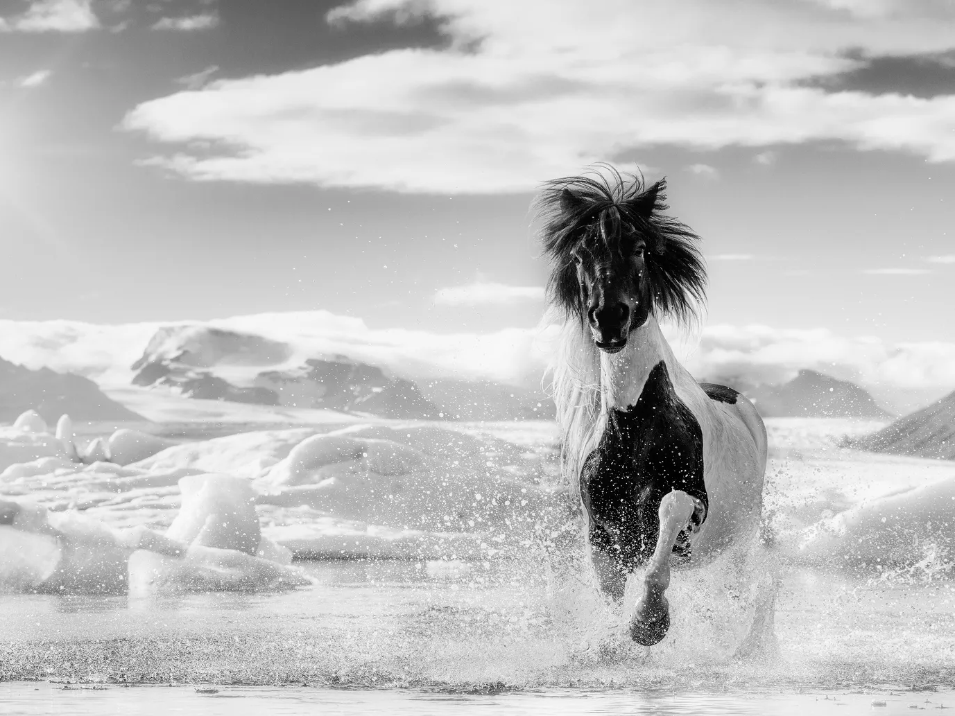 Punk | David Yarrow | Icelandic Horse